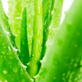 น้ำหอมทำสบู่ Aloe Vera