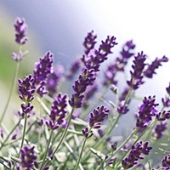 น้ำหอมทำสบู่ Fresh Lavender