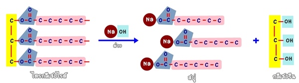 saponification