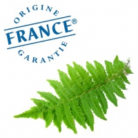 น้ำหอมทำสบู่ British Fern