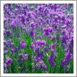 Lavender Es.Oil