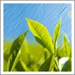 Green Tea Fragrance oil