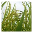 Rice milk Fragrance oil